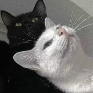 大鸡巴靠骚逼女人
